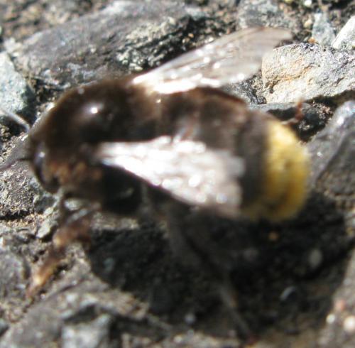 Bombus sp.